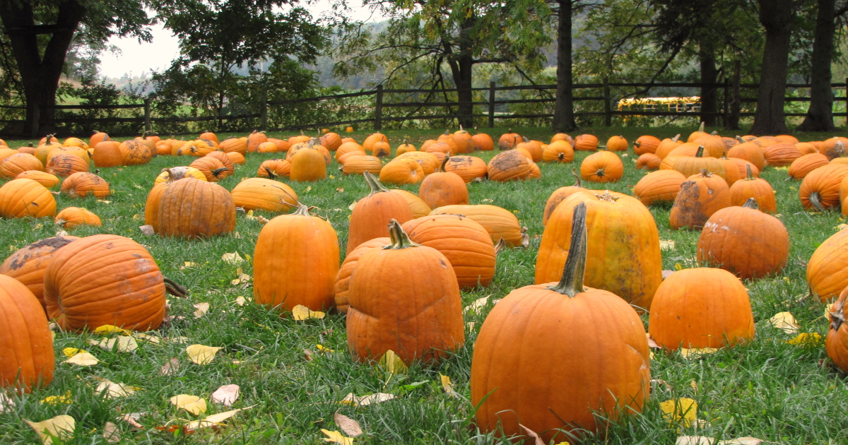 Featured image for “2022 Pumpkin Patch”